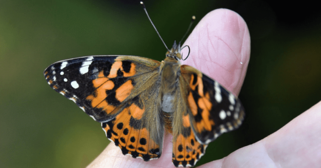 close up of a painted lady butterfly sitting on a persons thumb