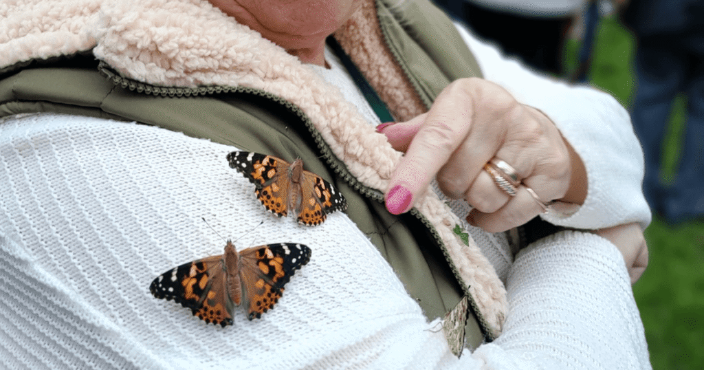 two painted lady butterflies sit on the arm of a lady on her white knitted jumper