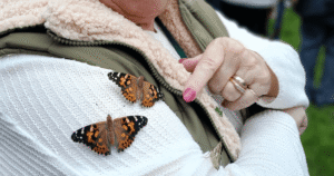 two painted lady butterflies sit on the arm of a lady on her white knitted jumper