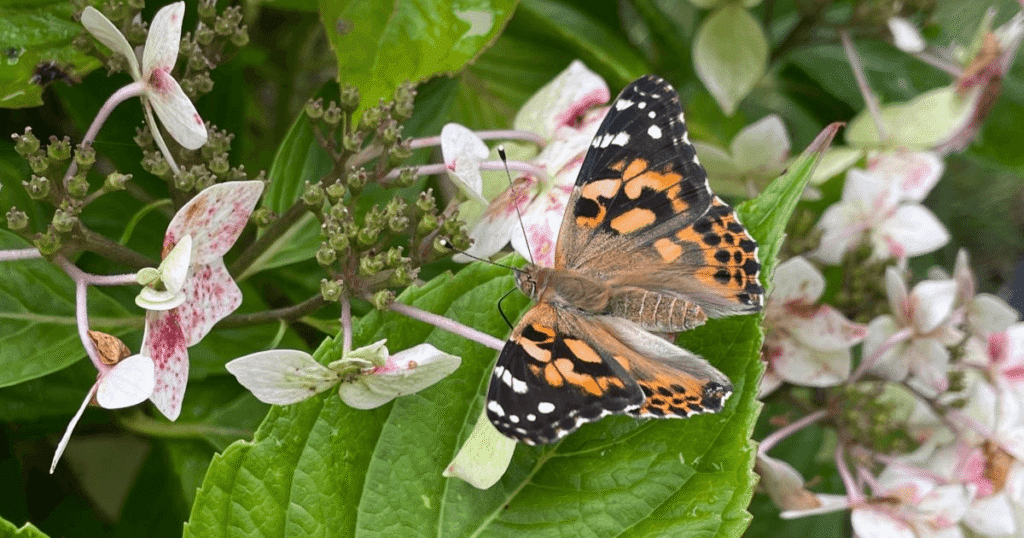 close up of a painted lady butterfly sat on a green leaf by a pink flower