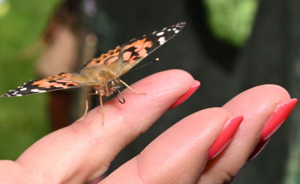 close up of a butterfly on a ladies finger