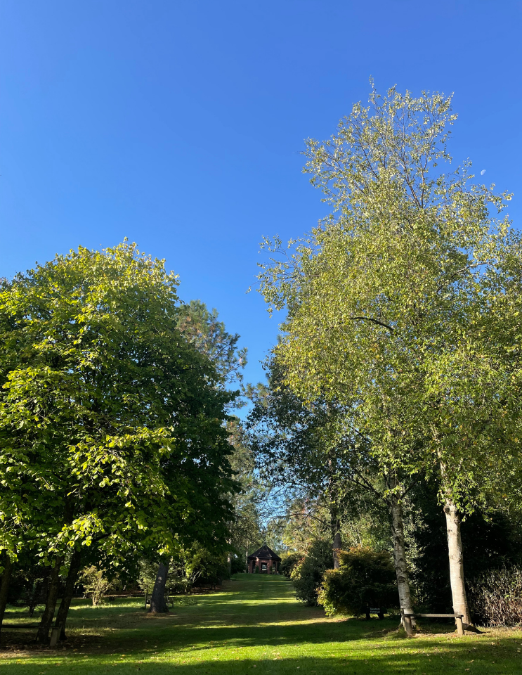 bright green trees with woodland area