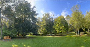 picture of a woodland area with blue sky