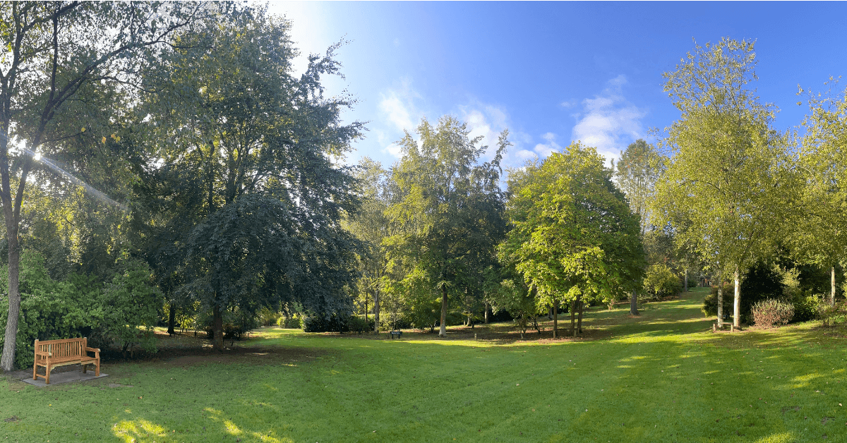 picture of a woodland area with blue sky