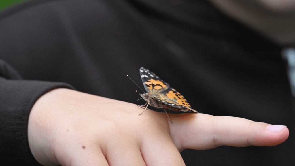 a small butterfly sits on a persons finger