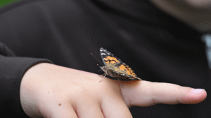 a small butterfly sits on a persons finger