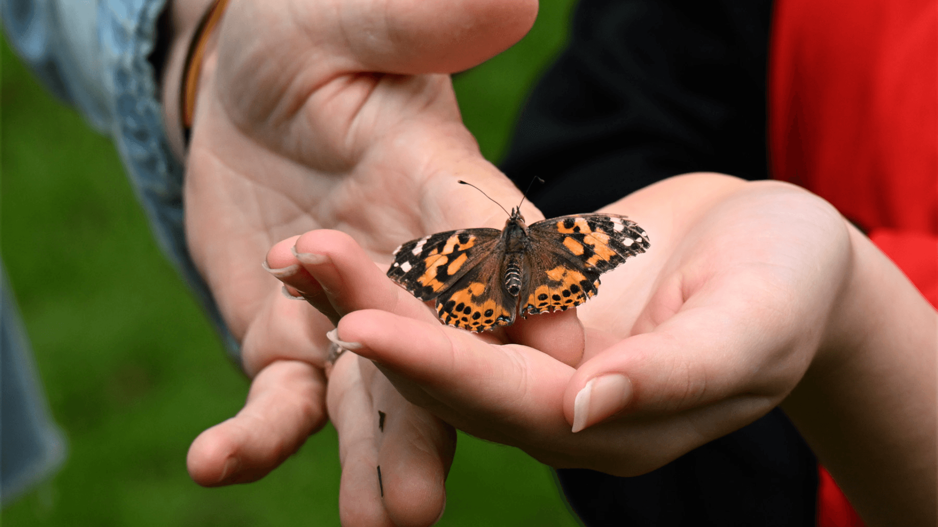 a butterfly sits in a persons hand